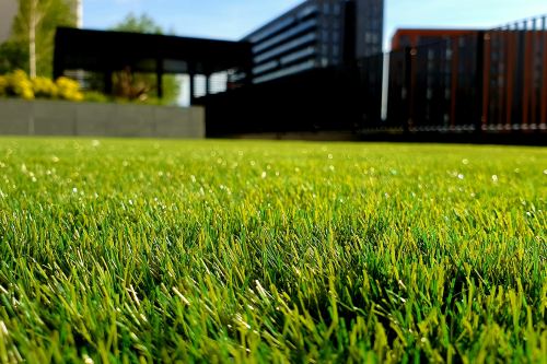 the garden doctor edinburgh6